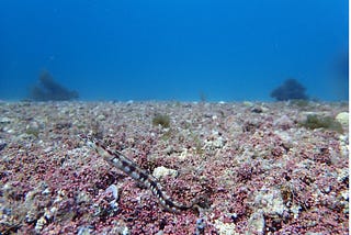 Rare coral-like algae, rhodoliths build habitat on the ocean floor