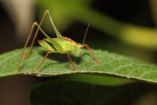 The Future of Insect-Based Protein