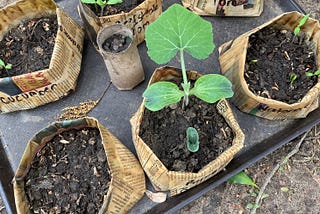 A tray of newspaper pots with a few plants poking out of them.