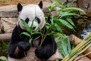Three Basic Data Analyzing Methods In Pandas
