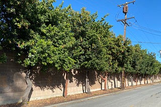 Mixed street trees