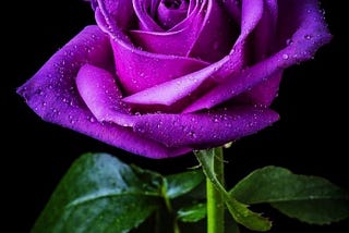Beyond Resilience: How to Bloom in the Dark