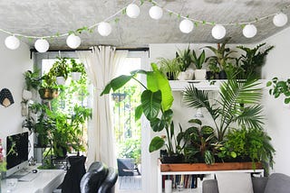 Is your houseplant addiction damaging the environment?