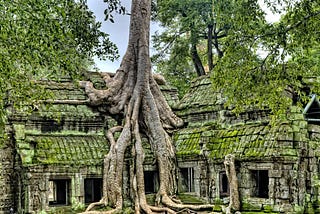 A large banyan tree’s root system drips down the front of moss-covered stone temple buildings at Angkor Wat Cambodia