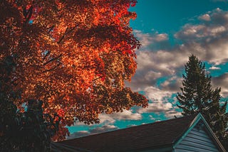 Tree with colorful autumn leaves against a cloudy blue sky