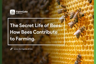 The Secret Life of Bees: How Bees Contribute to Farming.