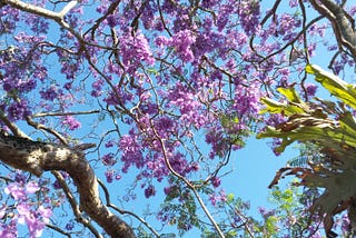 A view of pale mauve Jacaranda flowers with a clear blue sky behind
