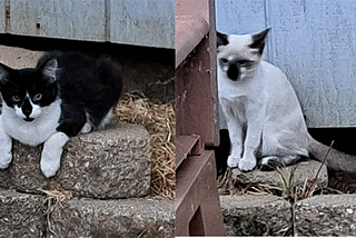 Outsmarted by Kittens