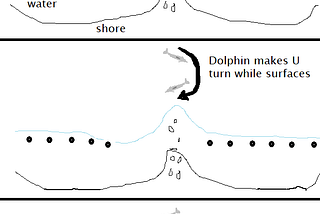 Cooperative foraging between artisanal fishermen and bottlenose dolphins