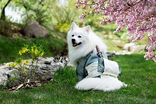 Puppy wearing a Kimono