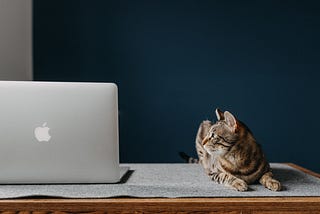 A MacBook on a desk near a lovely cat