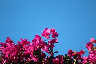 The Bougainville and the Rose 🌿🌹
