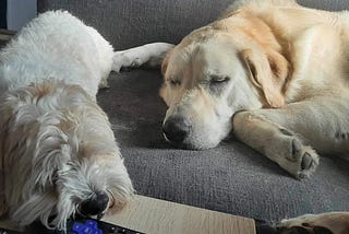 Ways to Help your Dog Feel Safe in a New Place