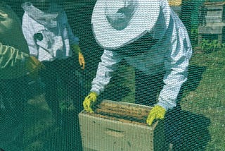 From Hive to Market: Unveiling the Surprising Synergy Between Beekeeping and Effective Product…