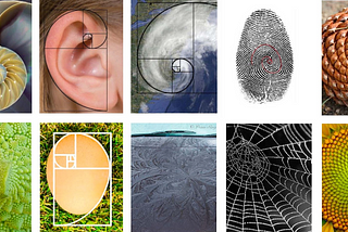 Examples of the golden ratio. 1. A snail shell, 2. the human ear, 3. a hurricane, 4. human fingerprint, 5. pine cone, 6. romanesca, 7. a chicken egg, 8. front on the hood of a car, 9. spiderweb, 10. sunflower