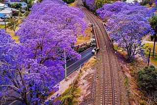 Sydney’s Favourite Jacaranda Blossom Viewing Spots