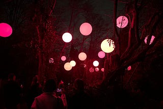 A dark wooded scene with white and pink spheres hovering in the air.