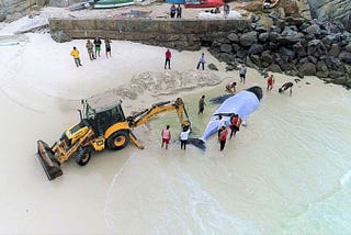 Should we still rescue stranded whales even though some may wash ashore dead some days later?