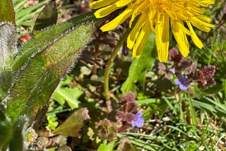 Dandelion flower in spring