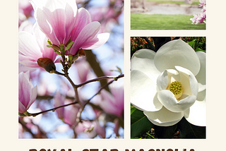 Royal Star Magnolia: A Regal Addition to Your Landscape
