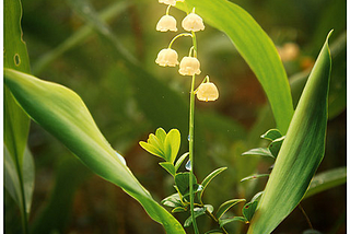 Magical, Lily of the Valley, Russian Federation