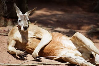Did You Hear About The Giant Kangaroos?