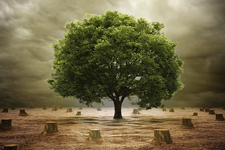 The EU Deforestation Regulation: What Businesses Need to Know and Do