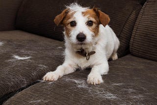 Fox Terriers - Facts on Shedding and Hypoallergenicity