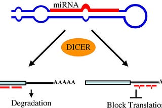 New SciDAP workflow: miRNA-seq analysis