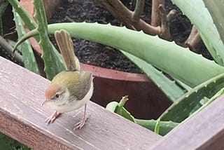 A tailorbird visiting my balcony garden.