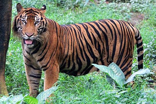 Harimau yang terancam punah tiba di Kebun Binatang Edinburgh