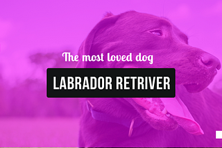 Labrador Retriever — The Most Popular Dog in the World