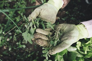 Sin and the Art of Flowerbed Maintenance