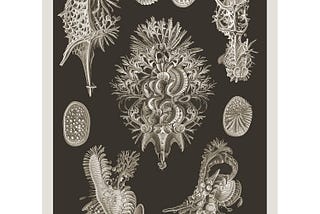 Making a Haeckel GAN