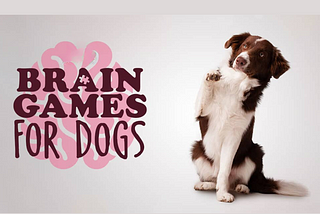 The best brain games for your dog