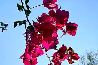 Close-up of bougainvillea.