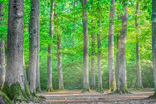 Chota Nagpur Dry Deciduous Forests in India