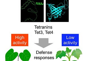 New Discovery in Plant–Pest Warfare Could Lead to Sustainable Farming Solutions