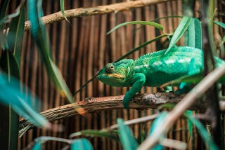 Being adaptable in the software world