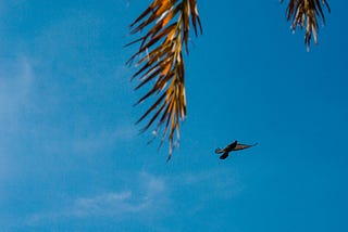 Seekor merpati yang sedang terbang, dengan langit biru serta dua dahan kelapa sebagai latar belakang.