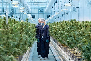 The world’s top medical cannabis brands [Leaders in research and clinical application]