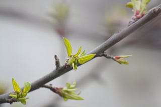 A tree branch shows the first sign of green spring leaves.