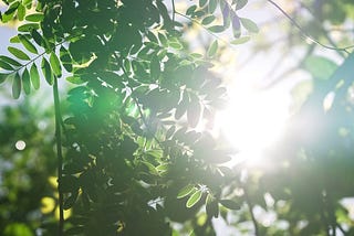 El bosque empieza por una semilla