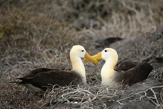 Albatross Leave Marriage for Hot Girl Summer