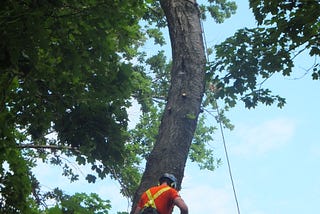 Big Old Trees are Loved