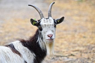 A beautiful black and white goat.