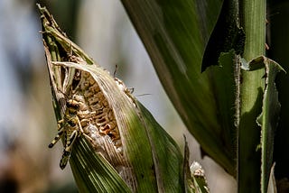 A Tale of Two Outbreaks: How a Regional Coordination Prevented a Desert Locust Catastrophe