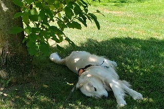Golden Retriever rolling in the grass under a tree.
