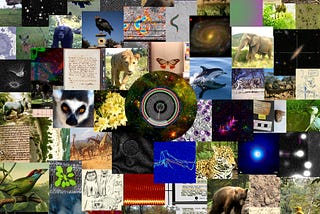 A collection of dozens of images from different Zooniverse projects, featuring plants, animals, computer data, images from space, historical documents, drawings, etc.