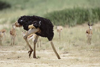 An ostrich burying its head in the sand.